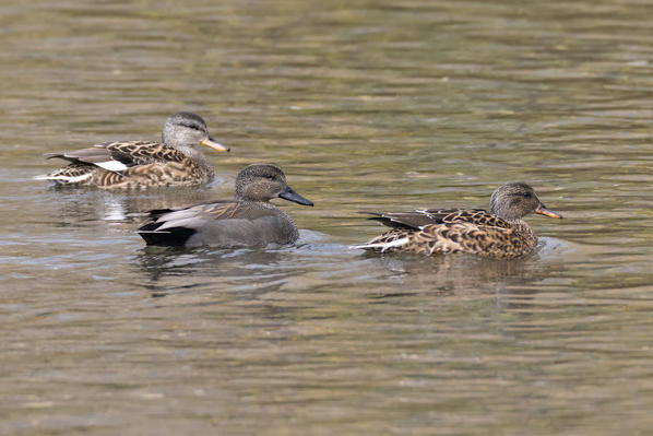 Gadwall family on the river, Genova province, Liguria district, Italy, Europe