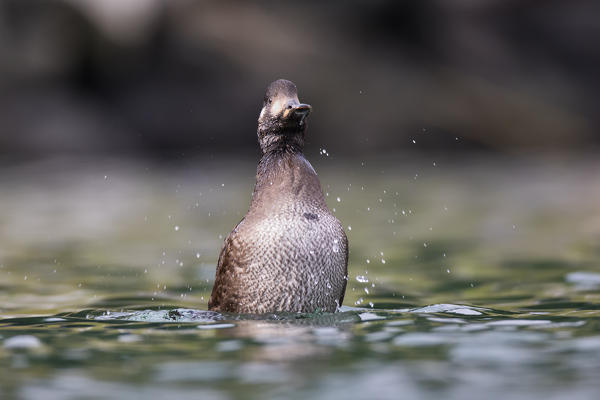Velvet scoter on the river, Genova province, Liguria district, Italy, Europe