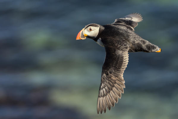 flying Puffin, Isle of Lunga, Treshnish Isles, Scotland, Europe