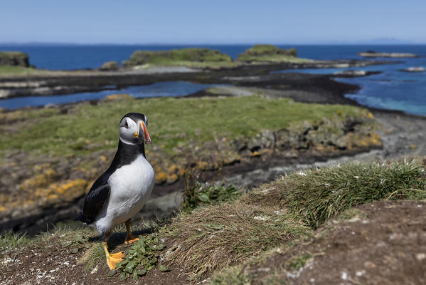 Puffin on the cliffs, Isle of Lunga, Treshnish Isles, Scotland, Europe