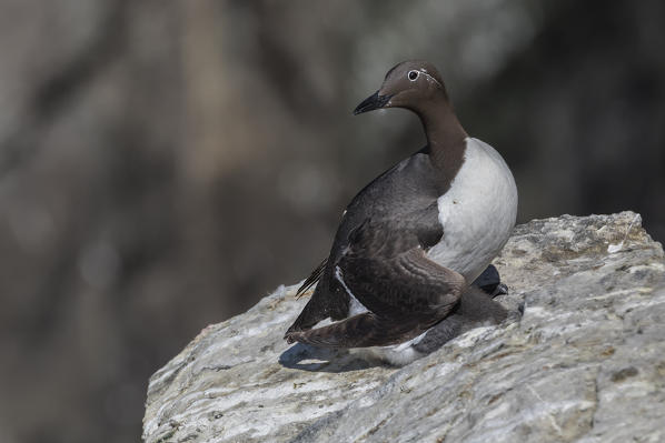 Guillemot on the cliffs, Isle of Lunga, Treshnish Isles, Scotland, Europe