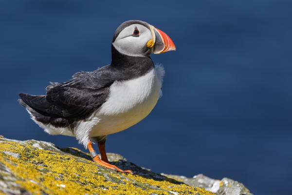 Puffin on the cliffs, Isle of Lunga, Treshnish Isles, Scotland, Europe
