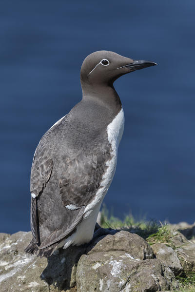 Guillemot on the cliffs, Isle of Lunga, Treshnish Isles, Scotland, Europe