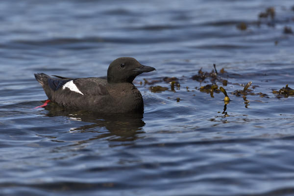 Black guillemot, Isle of Mull, Scotland, Europe