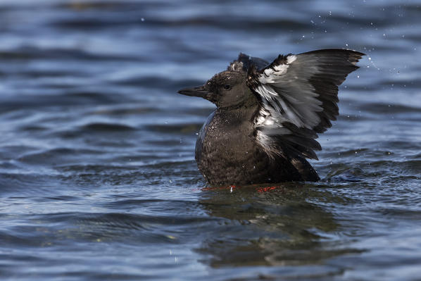 Black guillemot, Isle of Mull, Scotland, Europe