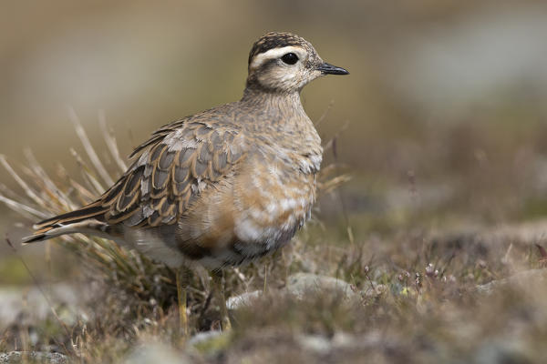 Eurasian dotterel during migration, Nivolet pass, Piedmont district, Italy, Europe