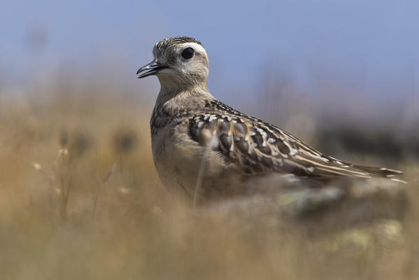 Eurasian dotterel during migration, Nivolet pass, Piedmont district, Italy, Europe