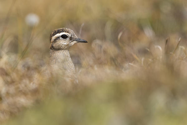 Eurasian dotterel during migration, Nivolet pass, Piedmont district, Italy, Europe