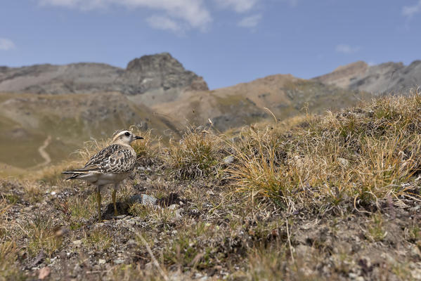 Eurasian dotterel during migration, Nivolet pass, Piedmont district, Italy, Europe
