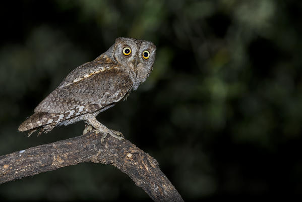 Scops owl during night hunting, La spezia provincie, Liguria district, Italy, Europe