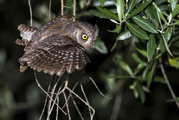 Scops owl during night hunting, La spezia provincie, Liguria district, Italy, Europe