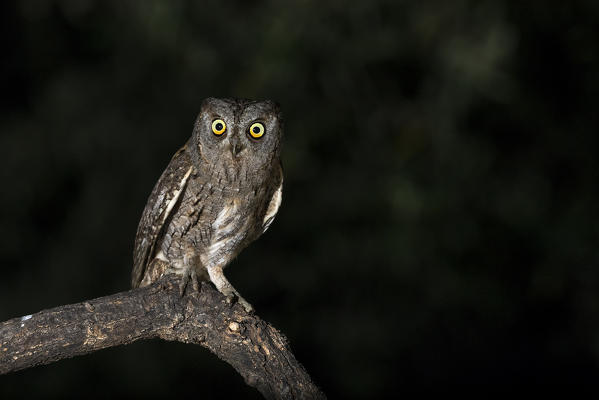 Scops owl during night hunting, La spezia provincie, Liguria district, Italy, Europe