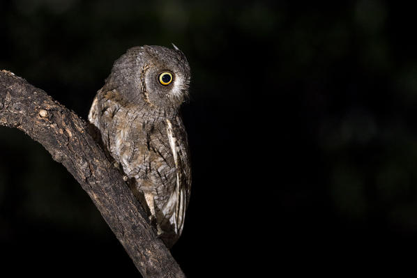 Scops owl during night hunting, La spezia provincie, Liguria district, Italy, Europe