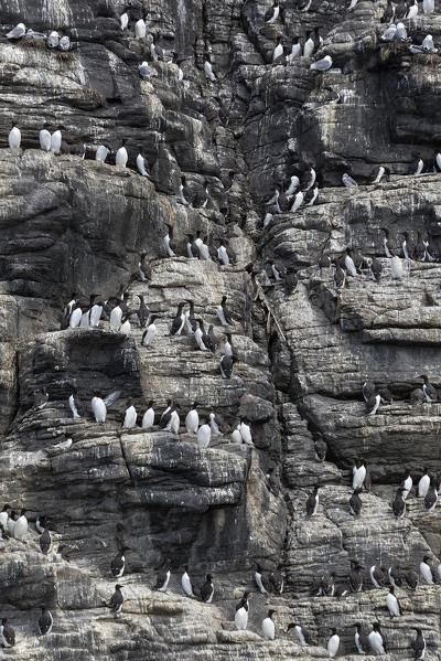 Guillemots on the cliffs, Isle of Lunga, Treshnish Isles, Scotland, Europe