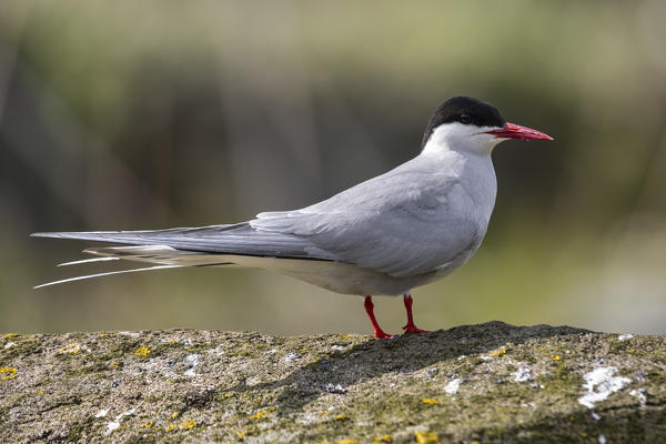 Artic tern on the cliff, Isle of Lunga, Treshnish Isles, Scotland, Europe