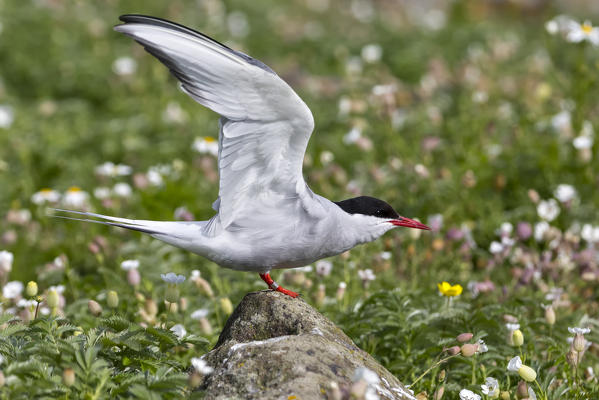 Artic tern on the cliff, Isle of Lunga, Treshnish Isles, Scotland, Europe