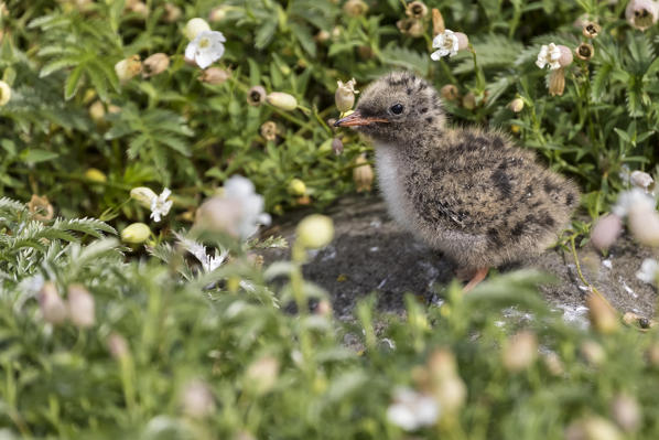 young Artic tern on the cliff, Isle of Lunga, Treshnish Isles, Scotland, Europe