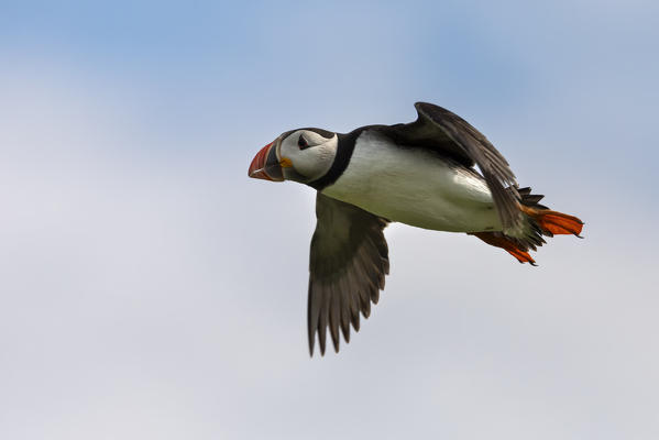 flying Puffin, Isle of Lunga, Treshnish Isles, Scotland, Europe