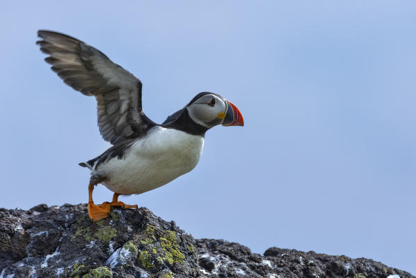 flying Puffin, Isle of Lunga, Treshnish Isles, Scotland, Europe