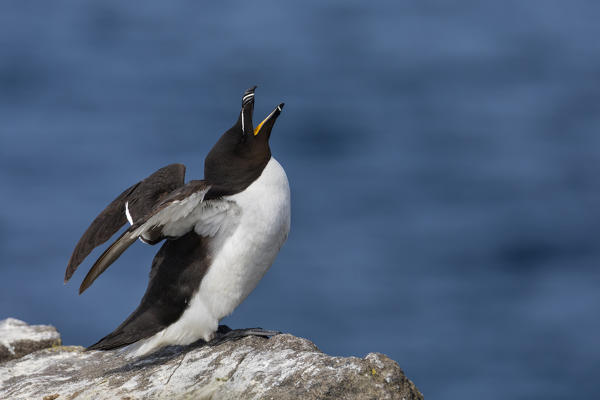Razorbill on the cliff, Isle of Lunga, Treshnish Isles, Scotland, Europe