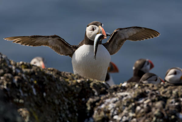 Puffin on the cliff with fish in the beak, Isle of Lunga, Treshnish Isles, Scotland, Europe