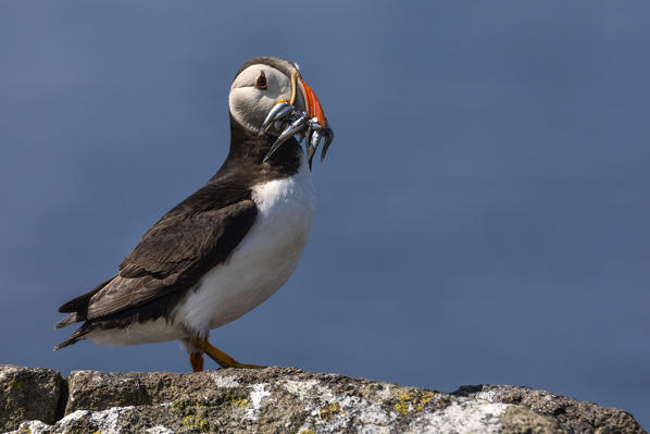 Puffin on the cliff with fish in the beak, Isle of Lunga, Treshnish Isles, Scotland, Europe