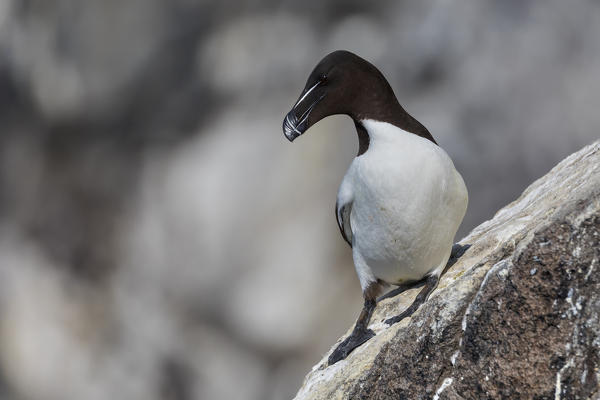 Razorbill on the cliff, Isle of Lunga, Treshnish Isles, Scotland, Europe