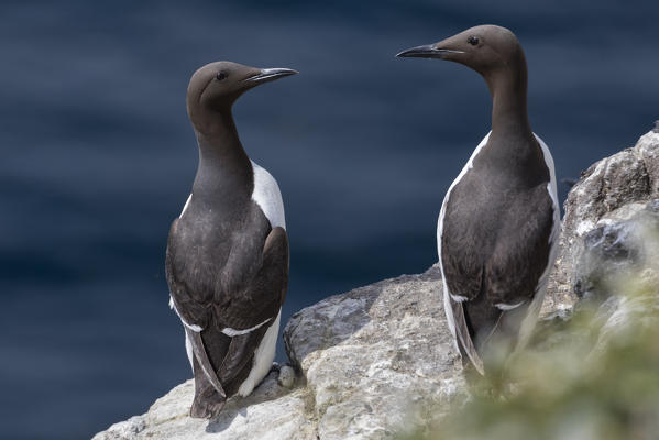 Couple of Guillemot on the cliffs, Isle of Lunga, Treshnish Isles, Scotland, Europe