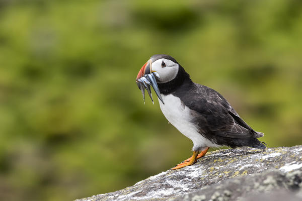 Puffin on the cliff with fish in the beak, Isle of Lunga, Treshnish Isles, Scotland, Europe