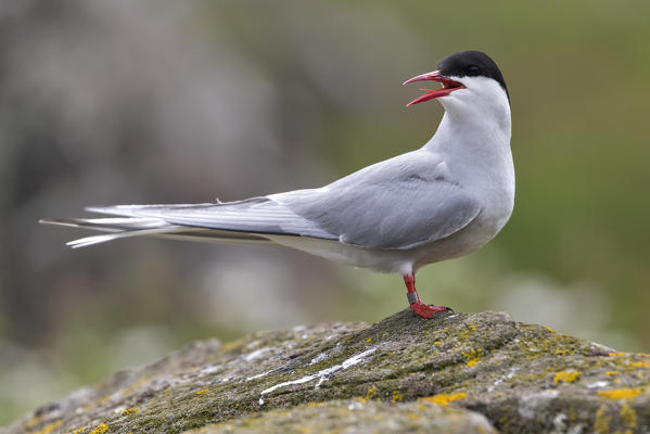 Artic tern on the cliff, Isle of Lunga, Treshnish Isles, Scotland, Europe