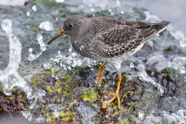 Purple sandpiper on the rokcs, during migration,municipality of Genova, Liguria district, Italy, Europe
