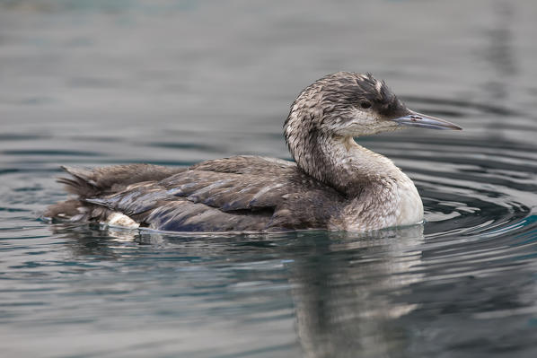 Gavia arctica on the harbour, Savona province, Liguria district, Italy, Europe