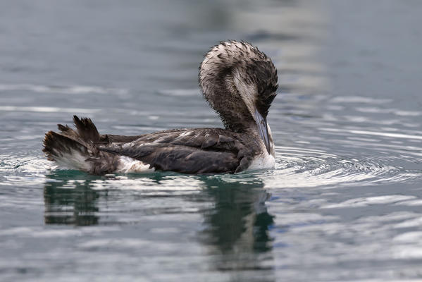 Gavia arctica on the harbour, Savona province, Liguria district, Italy, Europe