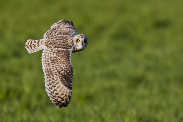 Short-eared owl in flight on the fields, Parma province, Emilia Romagna district, Italy, Europe
