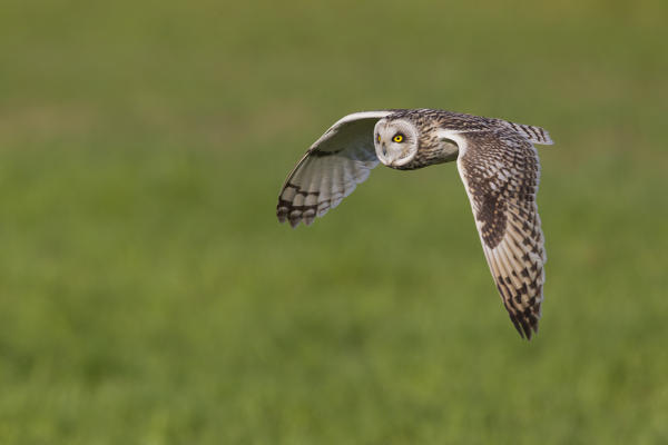 Short-eared owl in flight on the fields, Parma province, Emilia Romagna district, Italy, Europe