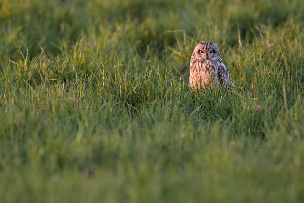 Short-eared owl on the fields, Parma province, Emilia Romagna district, Italy, Europe