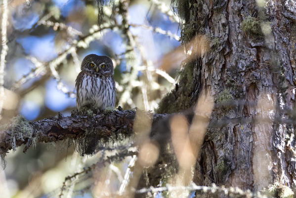 Pygmy owl in the fortest, Valle d'Aosta district, Italy, Europe