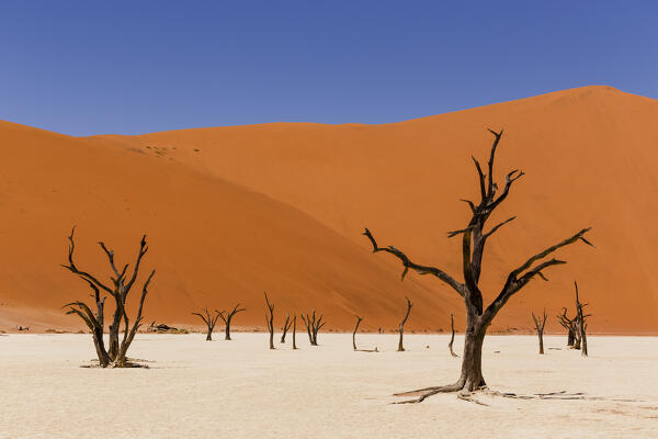 Deadvlei; Sossusvlei; namib naukluft area; Namibia; Southern Africa
