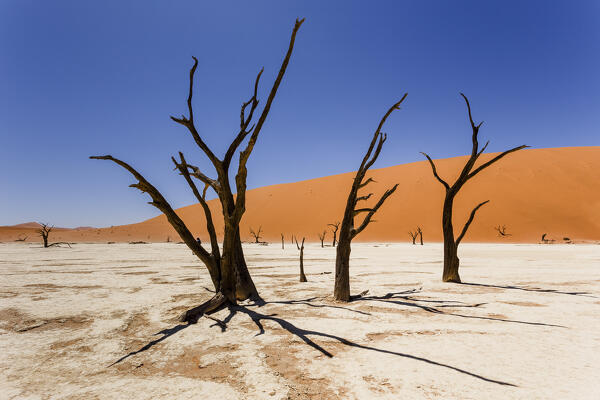 Deadvlei; Sossusvlei; namib naukluft area; Namibia; Southern Africa