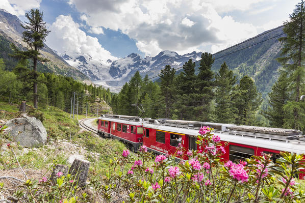 Rhododendrons frame the Bernina Express train, Morteratsch, Engadine, canton of Graubunden, Switzerland