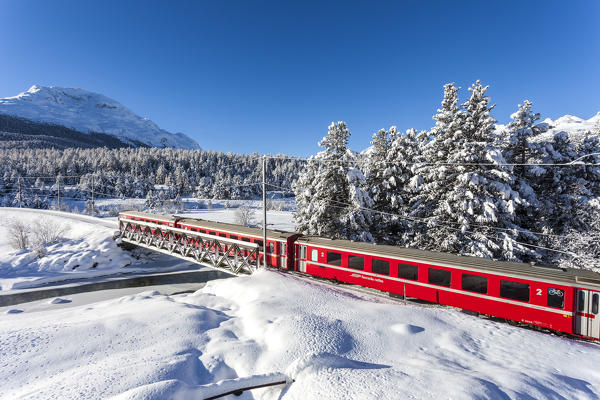 Bernina Express red train along snowy woods, Pontresina, Engadine, canton of Graubunden, Switzerland