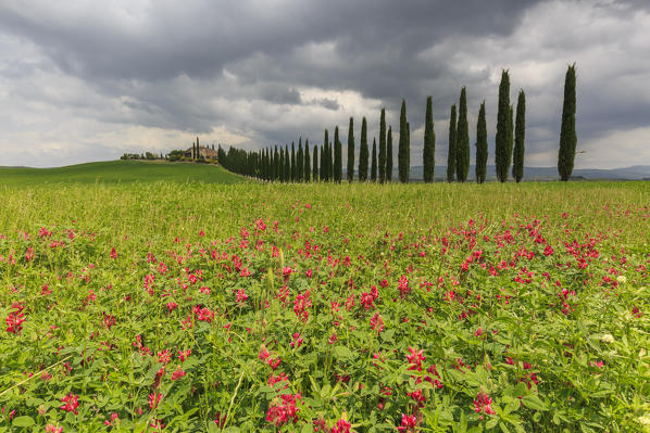 Italy, Tuscany, Orcia valley, flowers at farmhouse Poggio Covili at Castiglione d'orcia, province of Siena