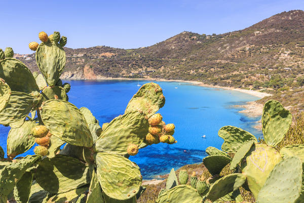 Prickly pears on hills above Menasina beach (plage de Menasina), Cargese, Corsica, France