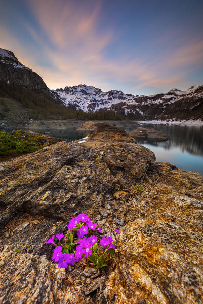Codelago in spring at sunset, Parco Naturale dell'Alpe Veglia e dell'Alpe Devero, Verbano Cusio Ossola, Piemonte, Italy, Southern Europe