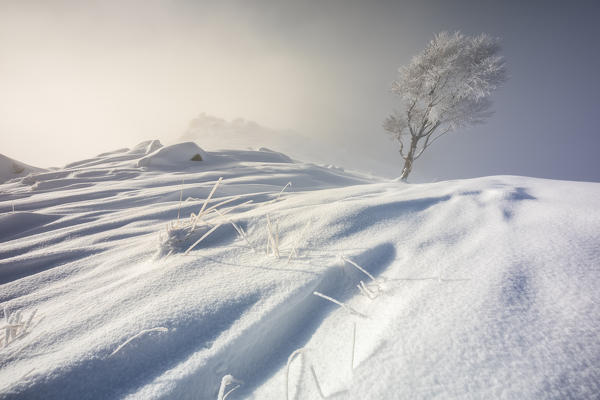 A tree in the new snow over Mottarone at sunrise, Novara, Verbano Cusio Ossola, Piedmont, Italy, Southern Europe