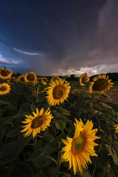 Sunflowers under a thunderstorm, Dairago, Milan, Lombardy, Italy, Southern Europe