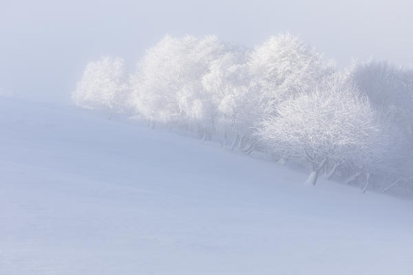 Trees into the mist and new snow over Mottaroen at sunrise, Novara, Verbano Cusio Ossola, Piedmont, Italy, Southern Europe