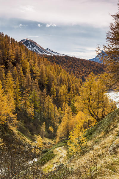View of autumn colors over Codelago, Parco Naturale dell'Alpe Veglia e dell'Alpe Devero, Verbano Cusio Ossola, Piemonte, Italy, Southern Europe