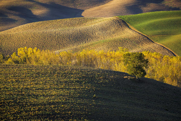 Crops during autumn, San Quirico d'Orcia, Siena, Tuscany, Italy, Southern Europe
