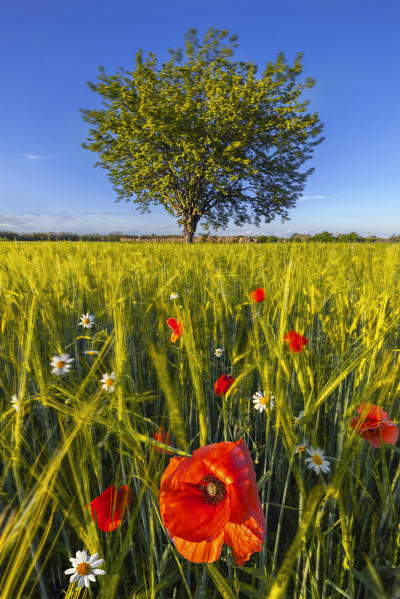 Poppies at sunset in the fields ,Dairago, Milan, Lombardy, Italy, Southern Europe